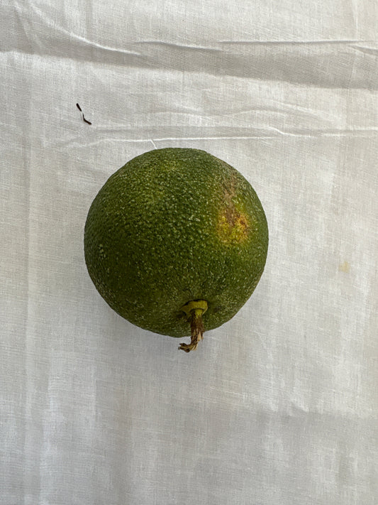Swalanga