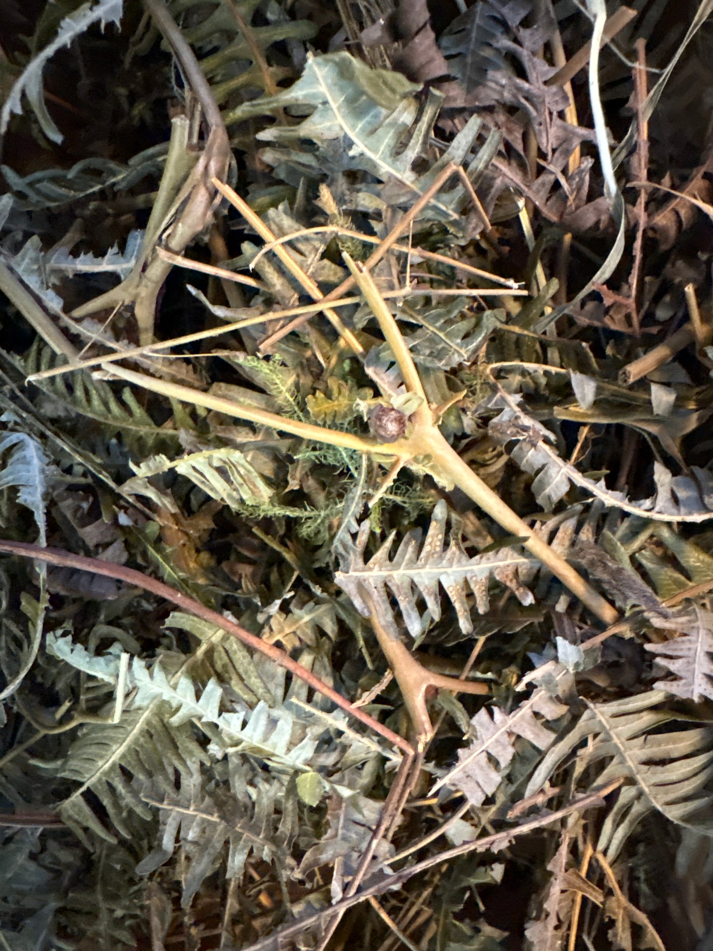 Moro mang dangraman( Mannelijk )